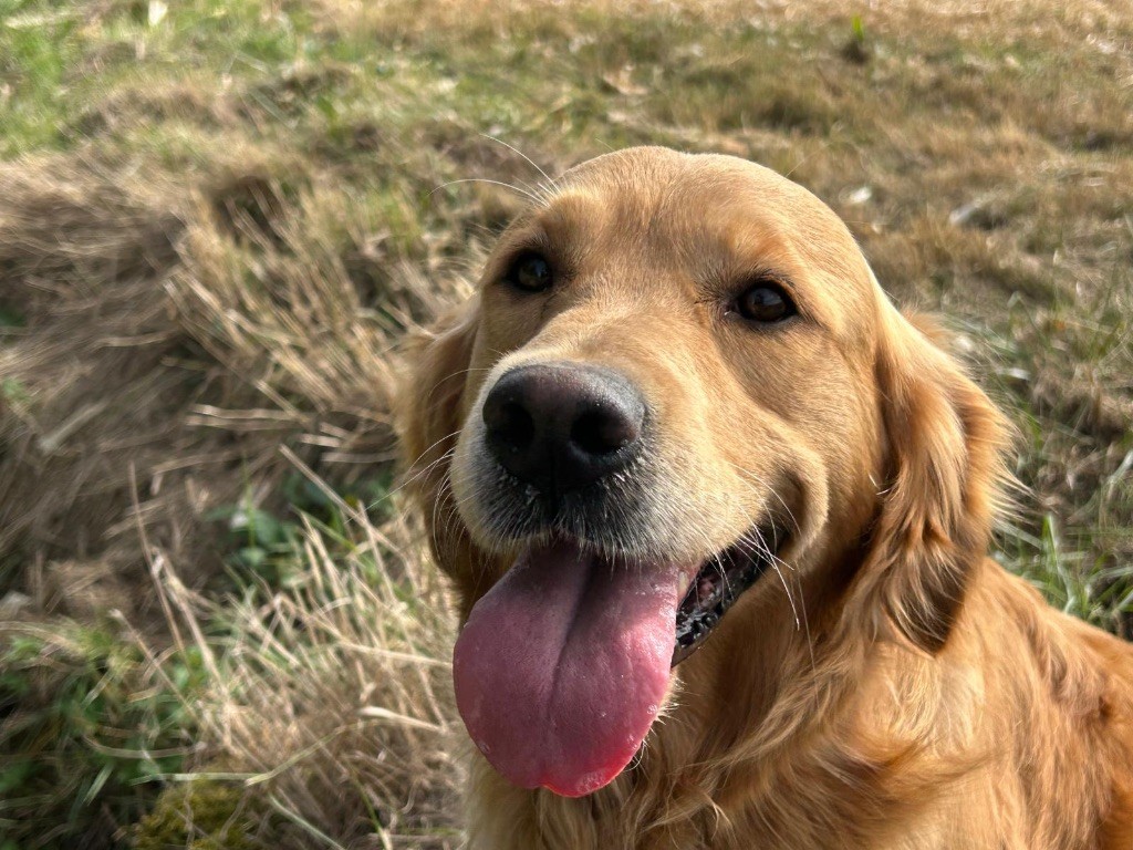 Swarosky De La Petite Sulka