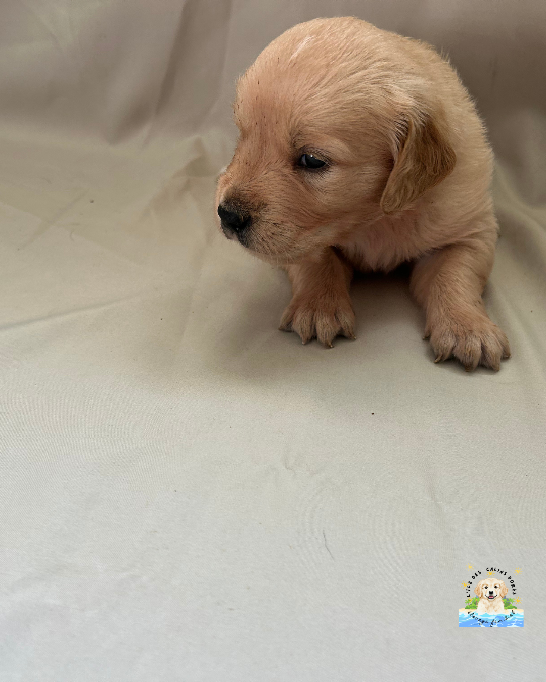 De L'île Des Câlins Dorés - Chiots disponibles - Golden Retriever