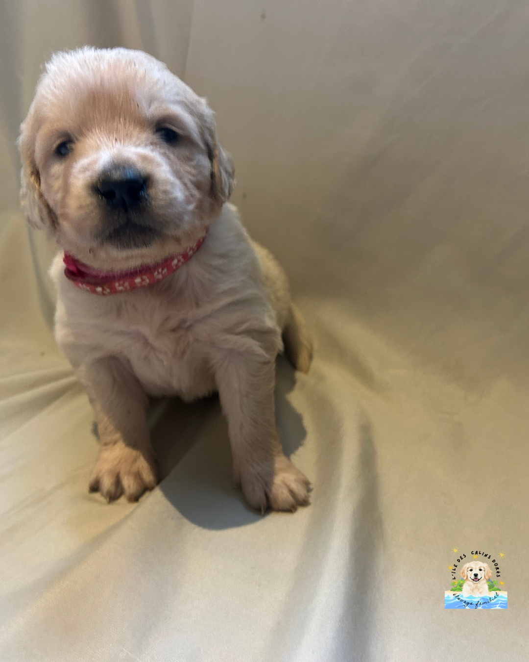 De L'île Des Câlins Dorés - Chiots disponibles - Golden Retriever