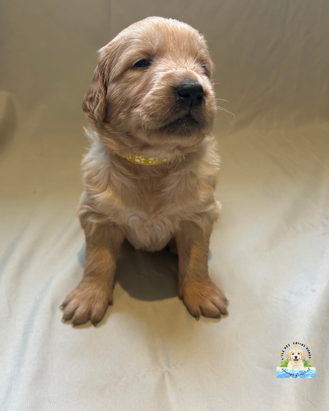 De L'île Des Câlins Dorés - Chiots disponibles - Golden Retriever