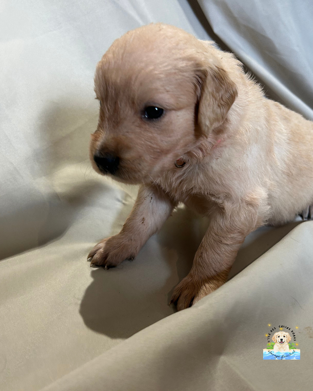 De L'île Des Câlins Dorés - Chiots disponibles - Golden Retriever