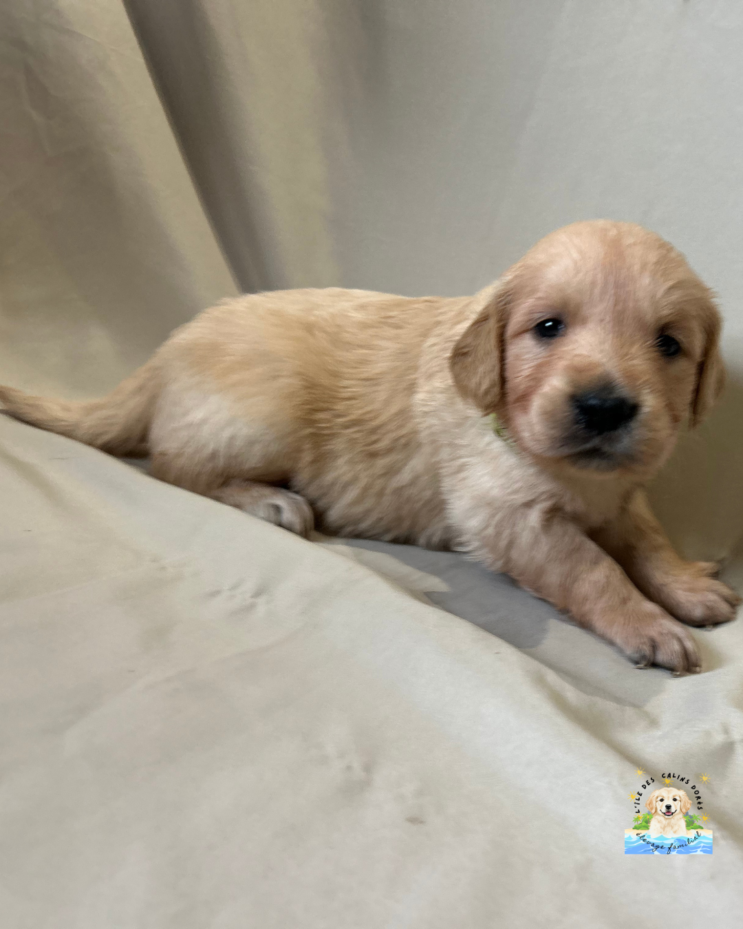 De L'île Des Câlins Dorés - Chiots disponibles - Golden Retriever